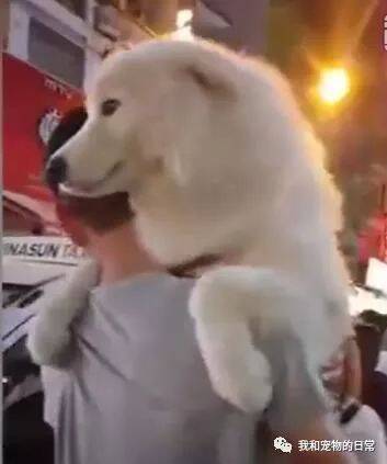 这位小哥抱着比自己还高的萨摩耶逛街，路人纷纷表示这是最幸福的狗！