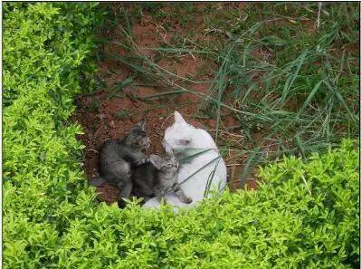 流浪猫妈生下一窝小猫，本有意领养它们，半夜却听到蹊跷的猫叫声