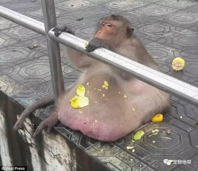泰国有只贪吃猴王   27kg重的牠被迫减肥续命