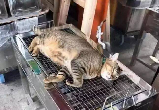 猫咪跳上烧烤架要求烤自己，主人：欲哭无泪，烤还是不烤？