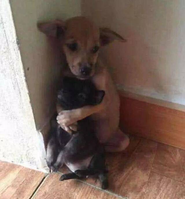 小狗崽要被卖掉，当仅剩2只时，狗妈妈紧紧的将小狗崽抱在怀中