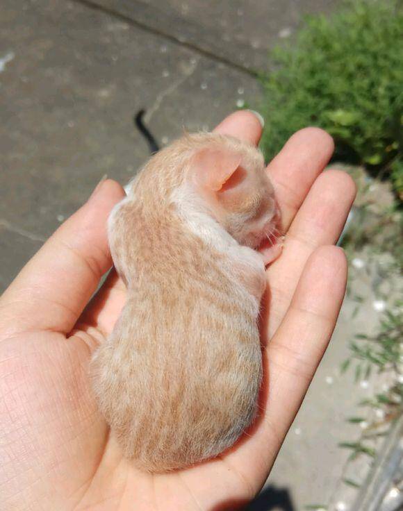 怀孕的母猫面临截肢手术，坚持先生下三只小奶猫，感叹母爱的伟大