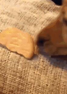 金毛在沙发上咬着饼干，以为是要自己吃，没想到....