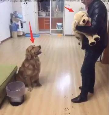 主人买了1只假金毛狗，真金毛以为主人不要它了，于是这货急疯了！