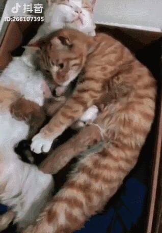 猫妈生小猫，猫爸对猫妈百般宠溺，超幸福 网友：我老公不如猫！