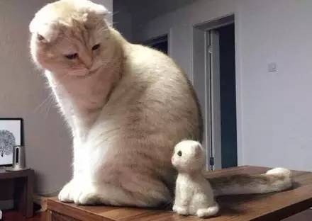 主人用猫掉的毛给她做了个玩具，喵的表情...