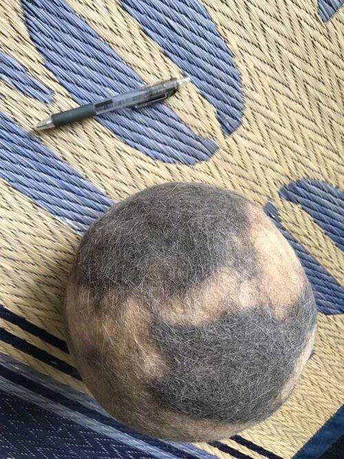 网友不舍得丢掉猫身上的掉下的毛，于是一直存了8年