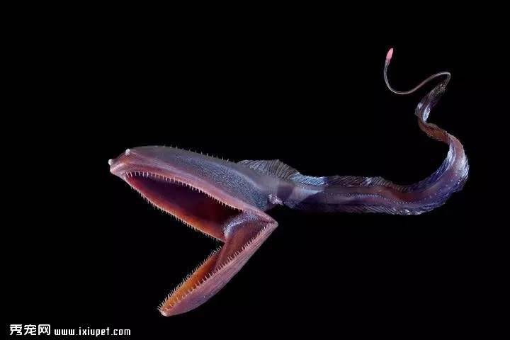 探秘海洋深处的怪异生物，最后一个也许你知道是什么？