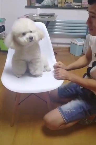 比熊听到主人说它是傻狗，气的快喘不上气了，狗：我也是有脾气的
