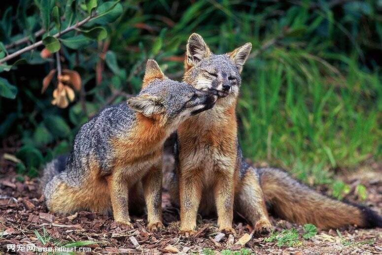 这些加州岛狐狸有反弹从濒临灭绝