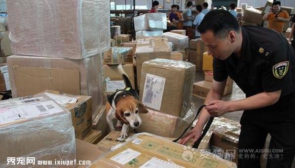 杭州国际邮件处理中心启动检疫犬搜查模式