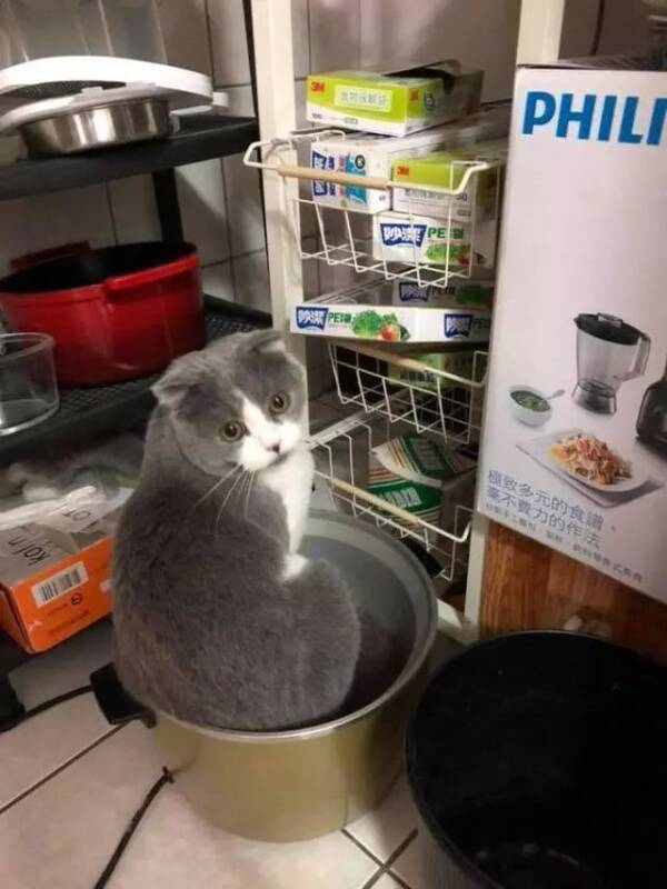 猫咪特别喜欢待在电饭锅里，结果它的毛孩子有样学样
