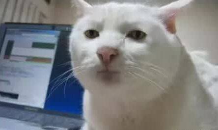 猫的智商到底有多高？怕都是猫精吧！