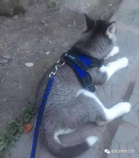 我一定是养了一只假的哈士奇，一只假二哈，一出门就变成了这样！