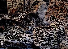 猫咪很喜欢跟主人撒娇，尤其喜欢踩奶，只是这地方踩的...