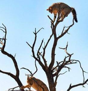 猞猁把野猫逼到树顶，野猫被逼急直接展开四肢“飞走”了