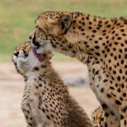 这波甜甜甜甜的kiss可以说是豹可爱啦！