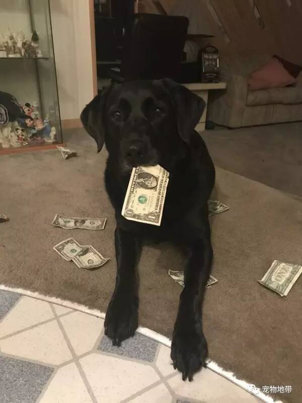 这是世界上“最爱钱”的狗狗......