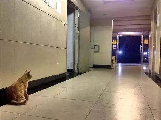 站街猫蹲点电梯前，只跟人上楼吃饭，但从不留宿