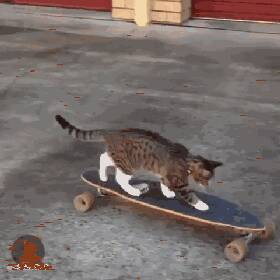这只猫成精了，这项运动玩的比99%的人玩的都好！