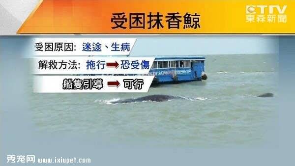 15公尺长抹香鲸搁浅东石港外