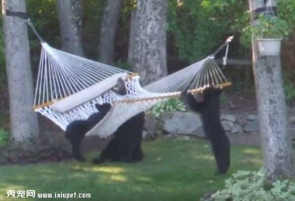 黑熊妈妈带着两只熊宝宝到居民家玩吊床