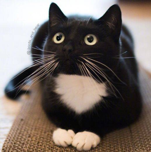 网友养了两只黑猫，据说每天要打着灯笼才能找到它们...