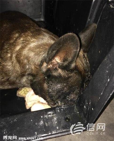 价值11.5万宠物狗法国斗牛犬飞机上死亡 南航每公斤赔100元