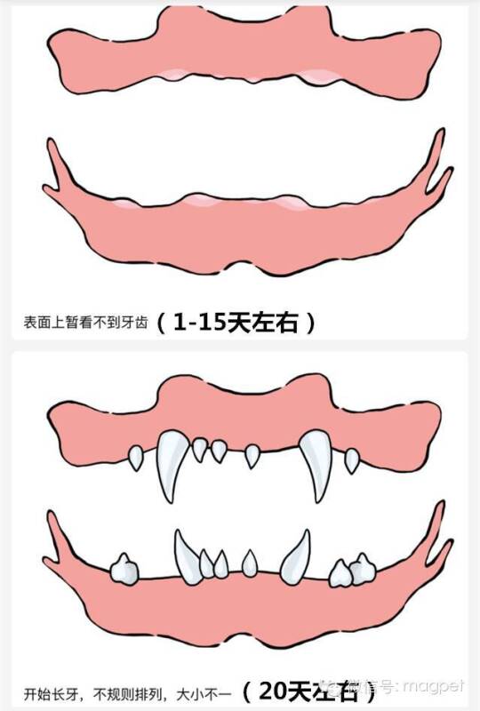 养狗窍门 | 看狗狗牙齿判断年龄