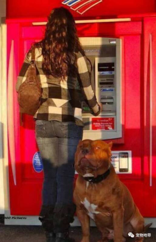 去ATM我要不要也带只狗狗呢？
