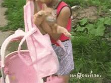 妹纸带橘猫出门散步，推着婴儿车就算了，还…