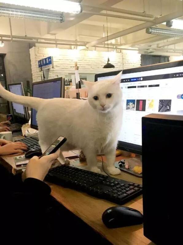 猫咪挡在电脑前面，求玩耍，网友：真羡慕，上班还能吸猫