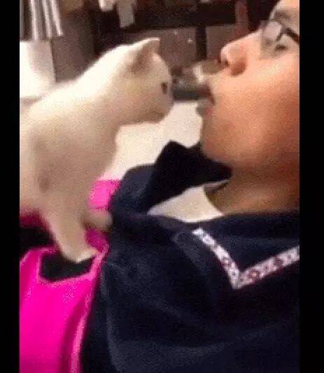 主人在吃东西，猫咪看到后，竟然把头伸进主人嘴里....