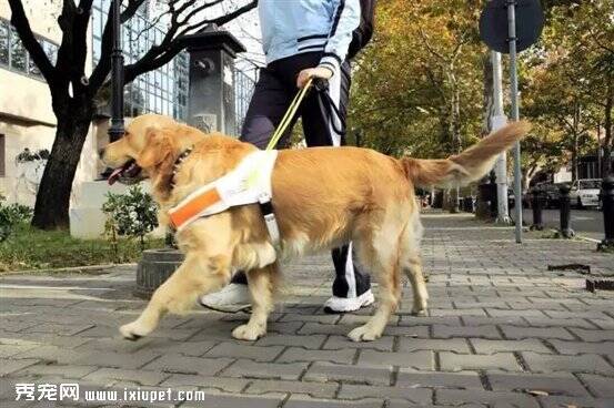 你知道么，今天是国际导盲犬日！