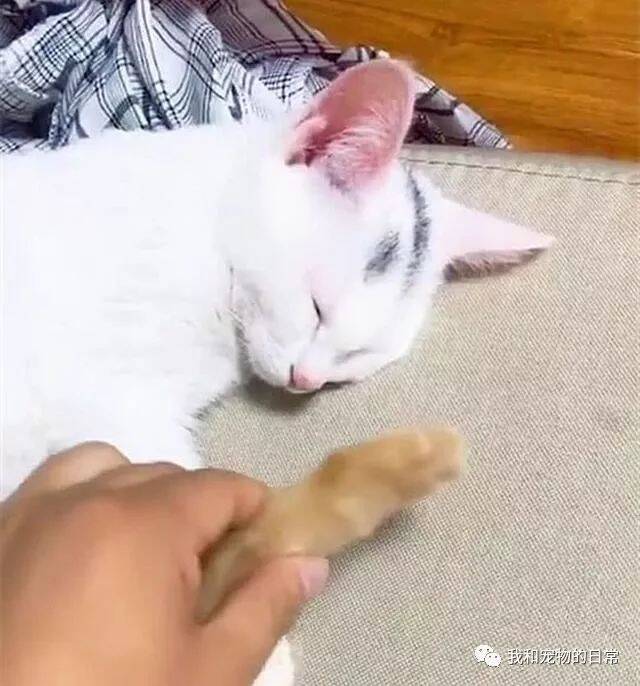 猫咪睡着了，主人将橘猫的爪子放到白猫鼻子上，白猫这反应太萌了！