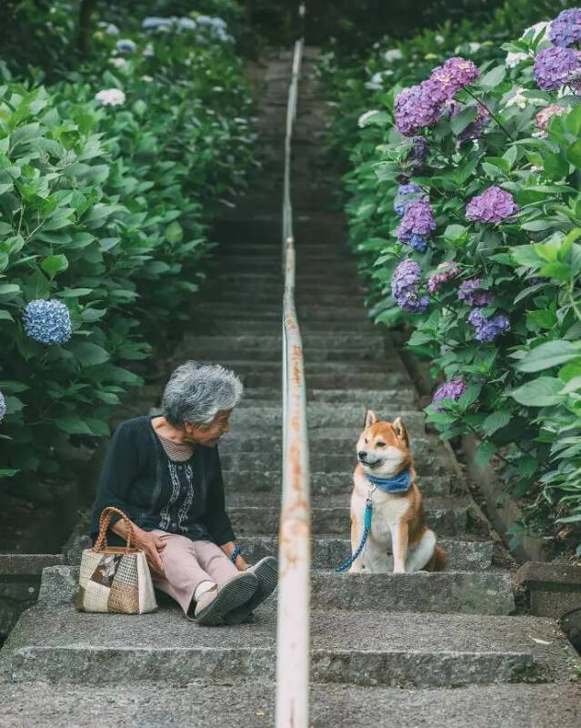 爷爷去世后，陪伴奶奶的是这只柴犬...被这些日常给暖哭了！