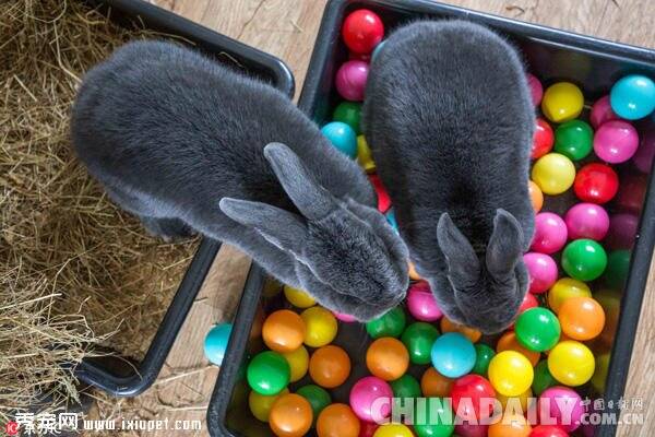 宠物变猛兽“盘中餐”？瑞士动物园残忍做法遭曝光