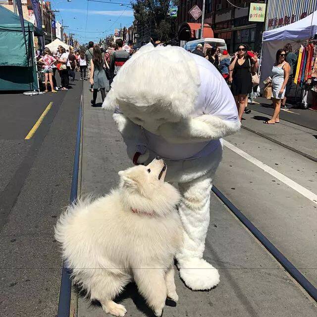 萨摩耶狗狗在街上见到一只雪白雪白的“北极熊”，兴奋的要抱抱！
