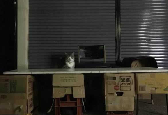 一只猫在夜市摆摊，为了生活喵生有点艰难啊