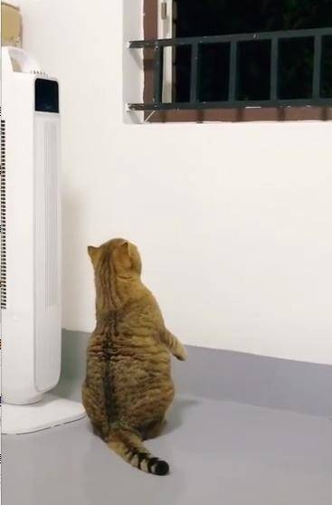 16斤的橘猫为爬上窗户赏月，使出了吃奶的劲，网友：引体向上满分