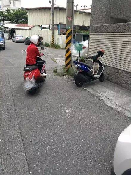 狗狗坐在摩托车上不肯下来，主人出来一看当场笑喷了......
