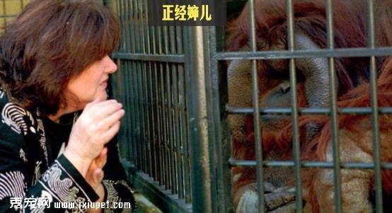 被囚禁30年的红毛猩猩抑郁离世，最后的遗愿是吃一口冰淇淋