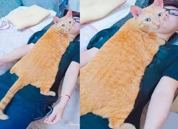男朋友被6kg的胖橙猫扑倒，这猫做了我想做又不敢做的事