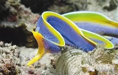 彩色鳗鱼游动，身体像条彩带