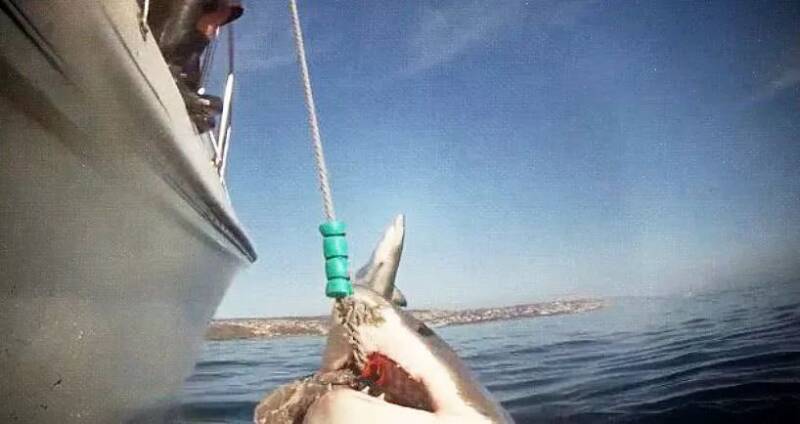 大白鲨放荡一跃，弹出海面吓傻人：大噶好，我是渣渣鲨