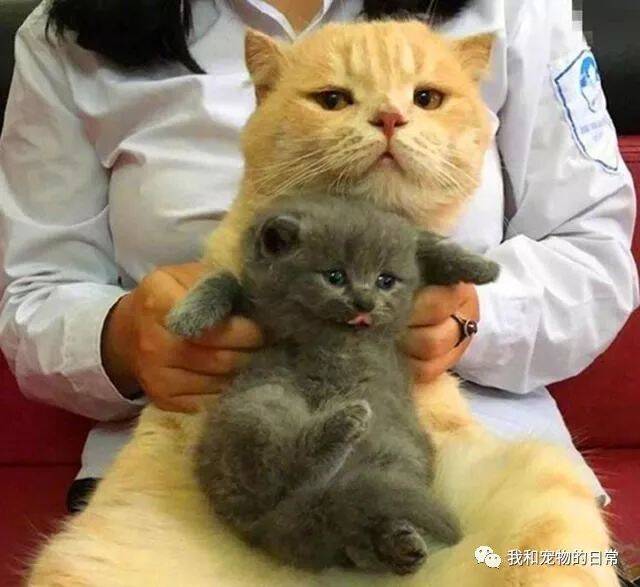 家里两只猫争宠吃醋，主人让橘猫抱抱蓝猫缓解矛盾，橘猫一脸嫌弃！