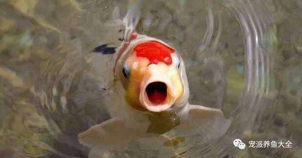 嘴对嘴人工呼吸救活珍贵鲤鱼，但还有许多鱼抢救不及…