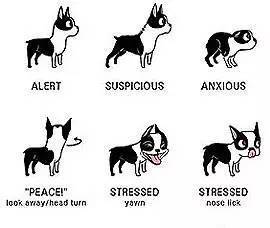 狗狗的动作语言，你知多少？