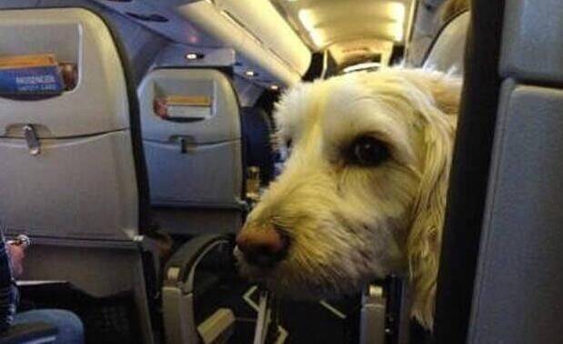 女乘客表示对狗过敏，要求把狗赶下飞机。结果...航警：请你下飞机！