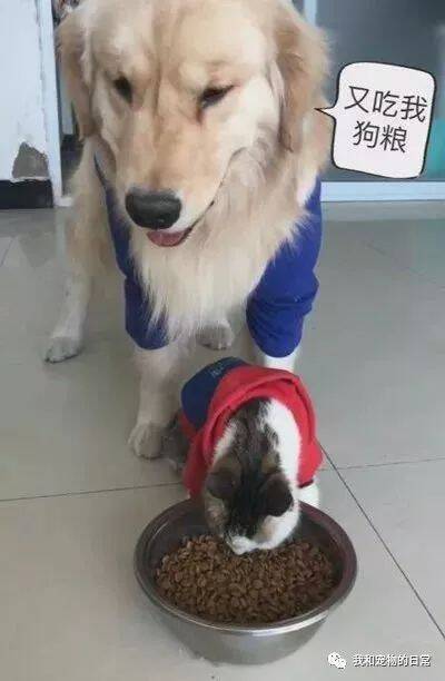 金毛发现猫咪又在偷吃狗粮，金毛彻底怒了，直接一口叼起猫咪扔到了门外！